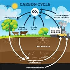 9. Chemical, Biogeochemical & Nutrient Cycles
