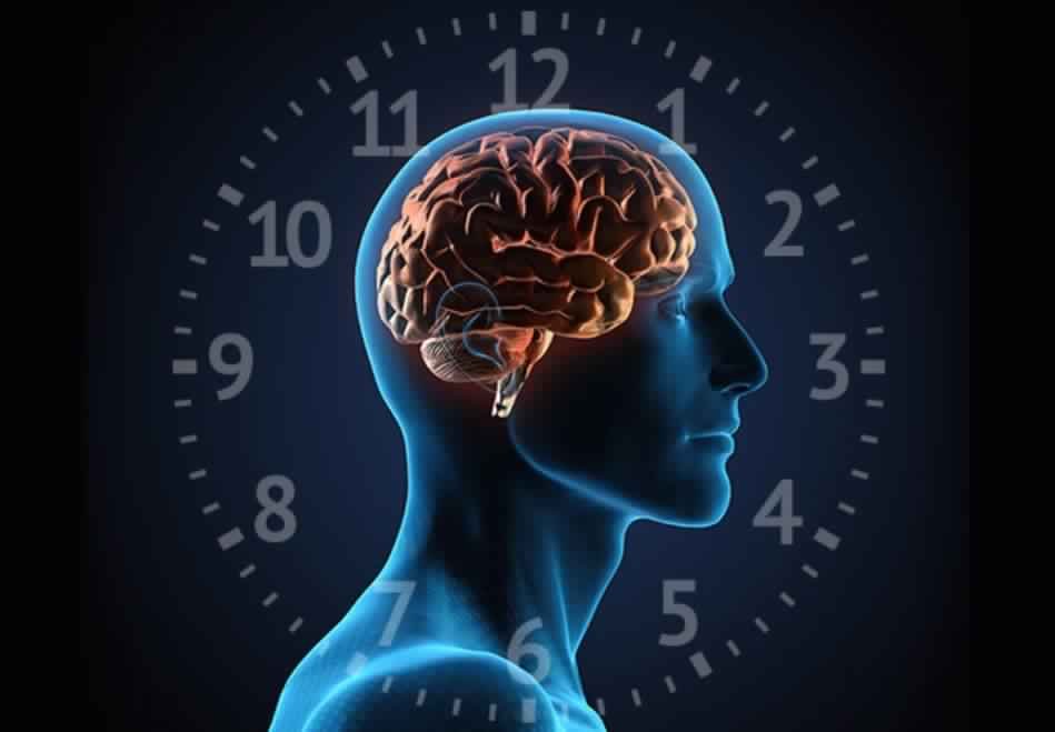 11. Sleep and Circadian Neuroscience