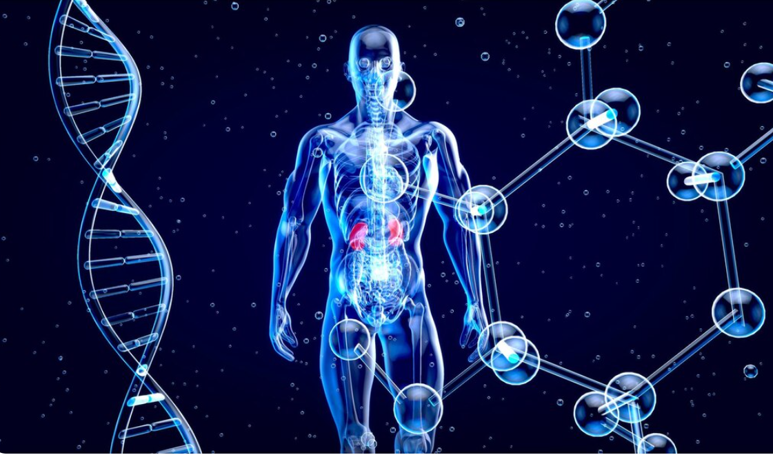 9. Whole-Organ Engineering