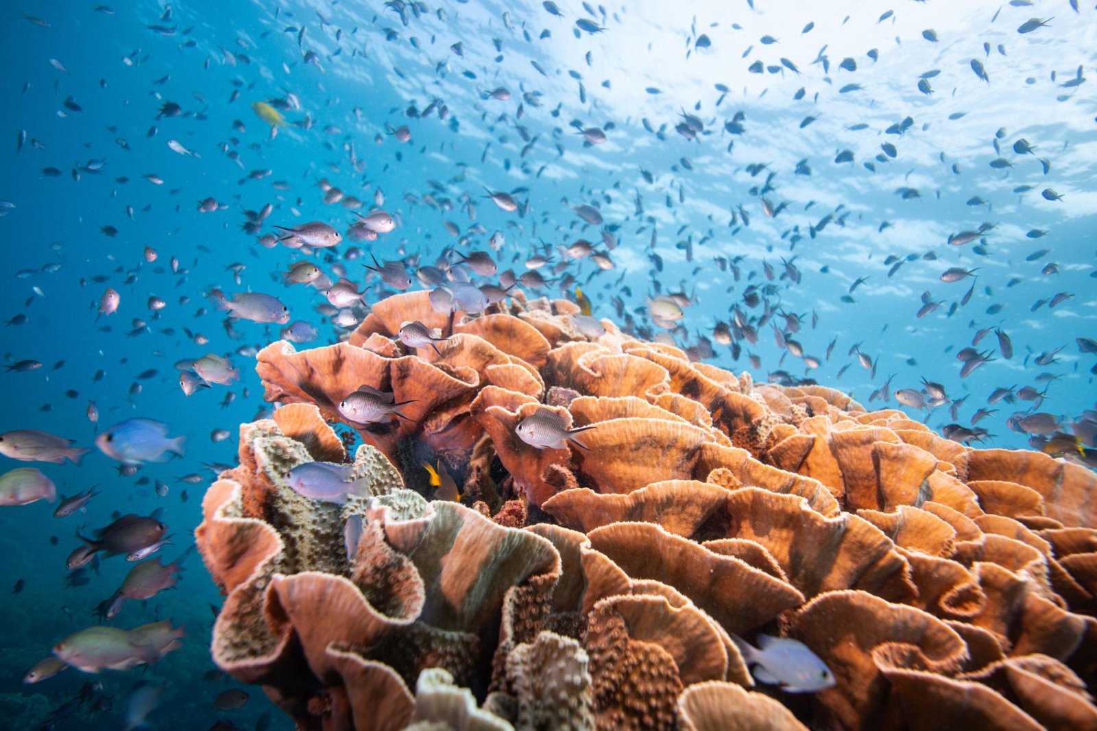 2. Marine Biodiversity and Ecosystem Conservation