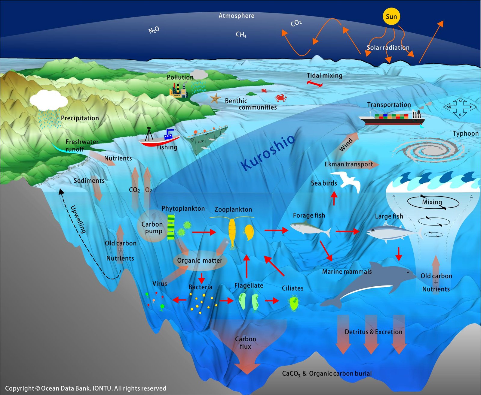 3. Chemical Oceanography and Nutrient Cycles