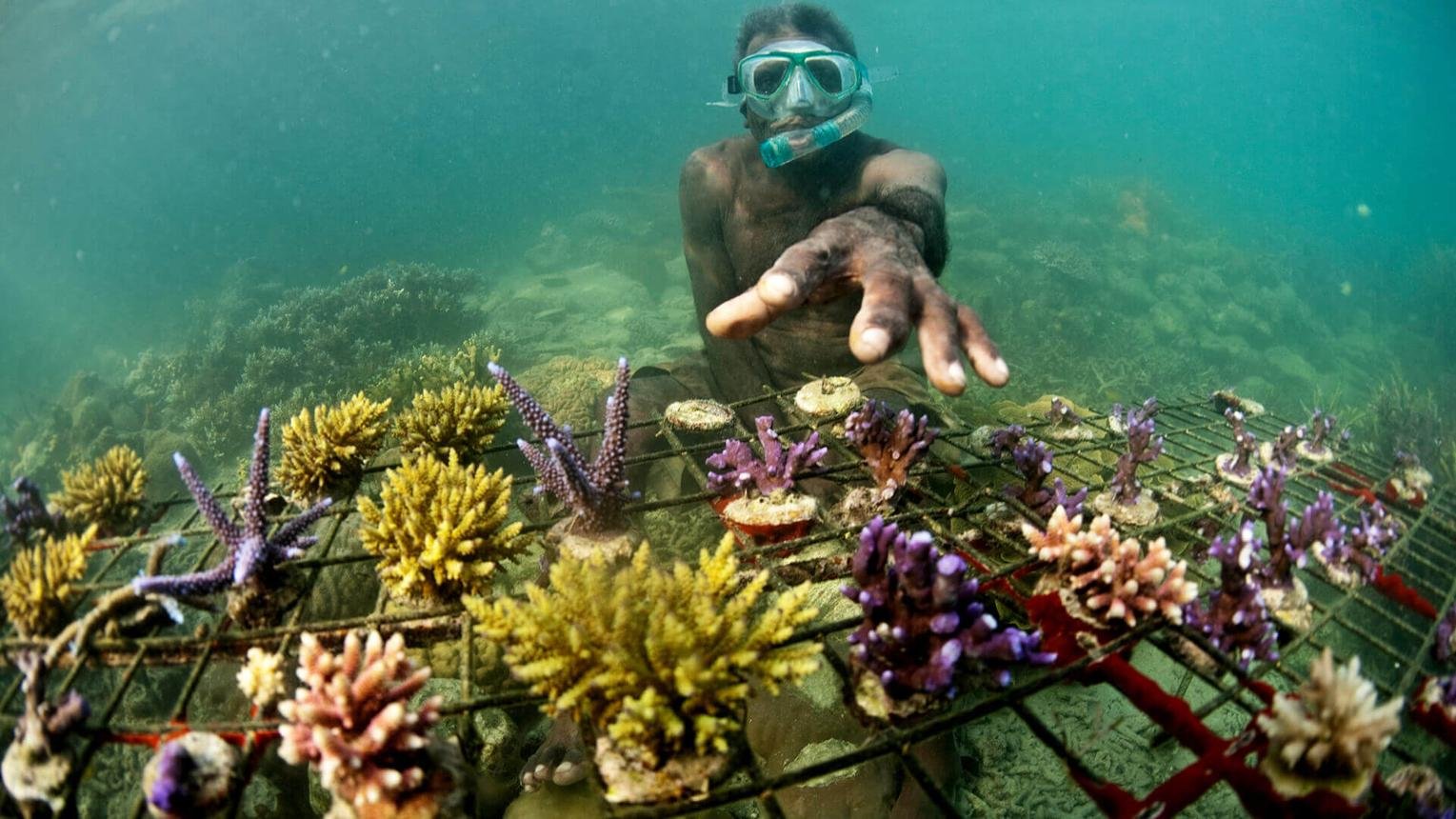 4. Coral Reefs, Mangroves and Coastal Habitats
