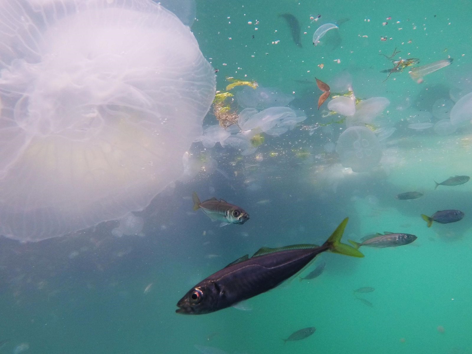 12. Marine Ecotoxicology and Risk Assessment