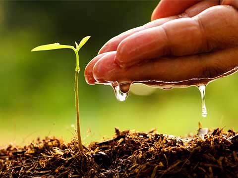 15. Horticulture, Protected Cultivation and High-Value Crops