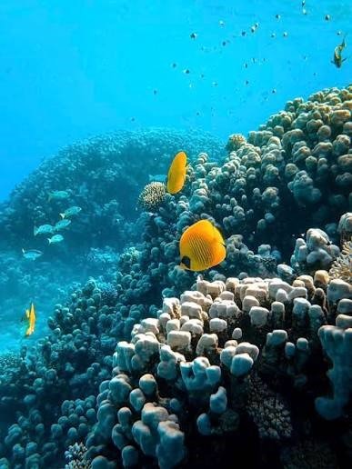 1. Marine Biotechnology and Blue Bioeconomy