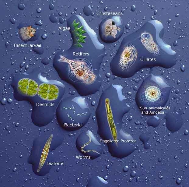 3. Marine Microbiology and Microbial Diversity