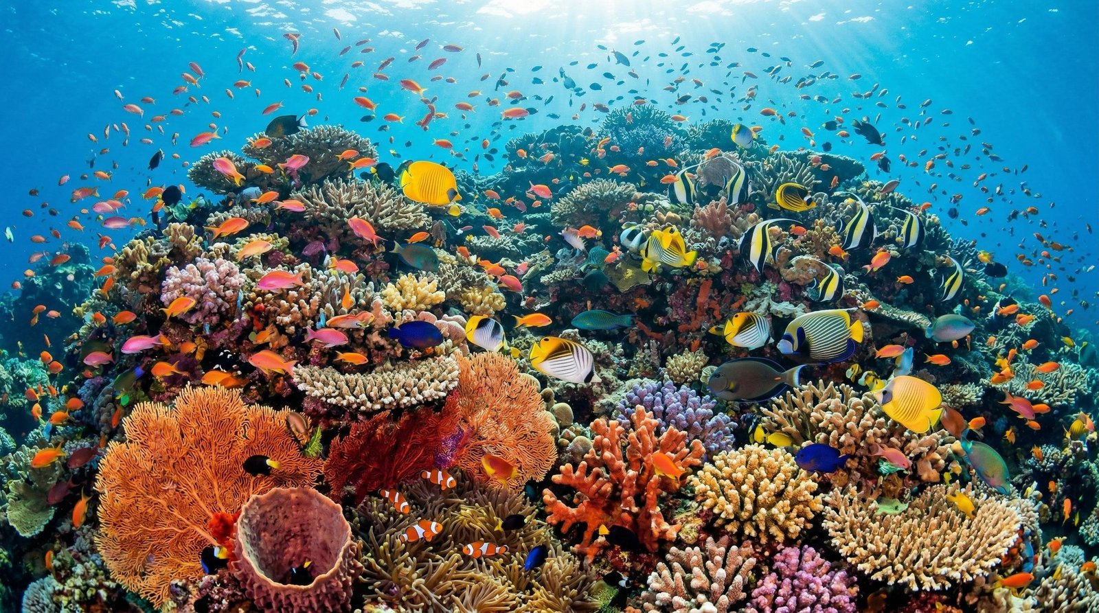 5. Marine Biodiversity Conservation