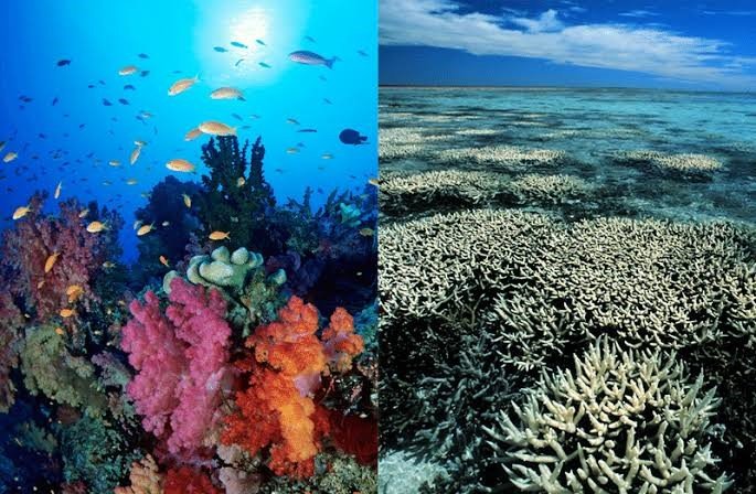 6. Climate Change and Ocean Ecosystems