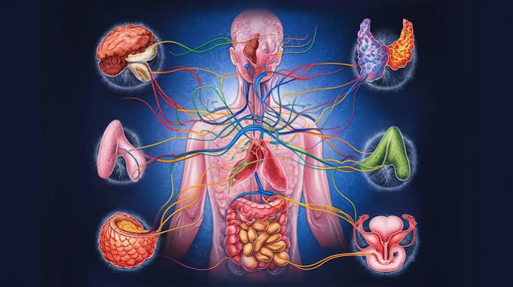 14. Hormonal & Endocrine Health