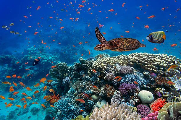 13. Nature-Based Solutions & Ecosystem Restoration