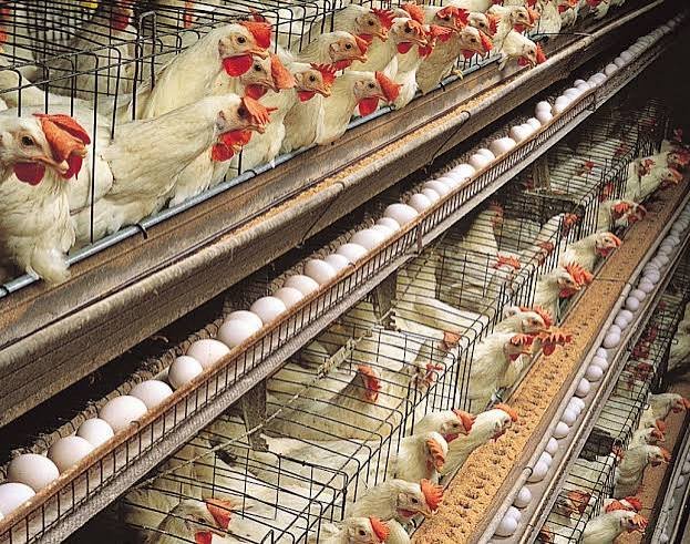 8. Meat Science, Poultry and Egg Production