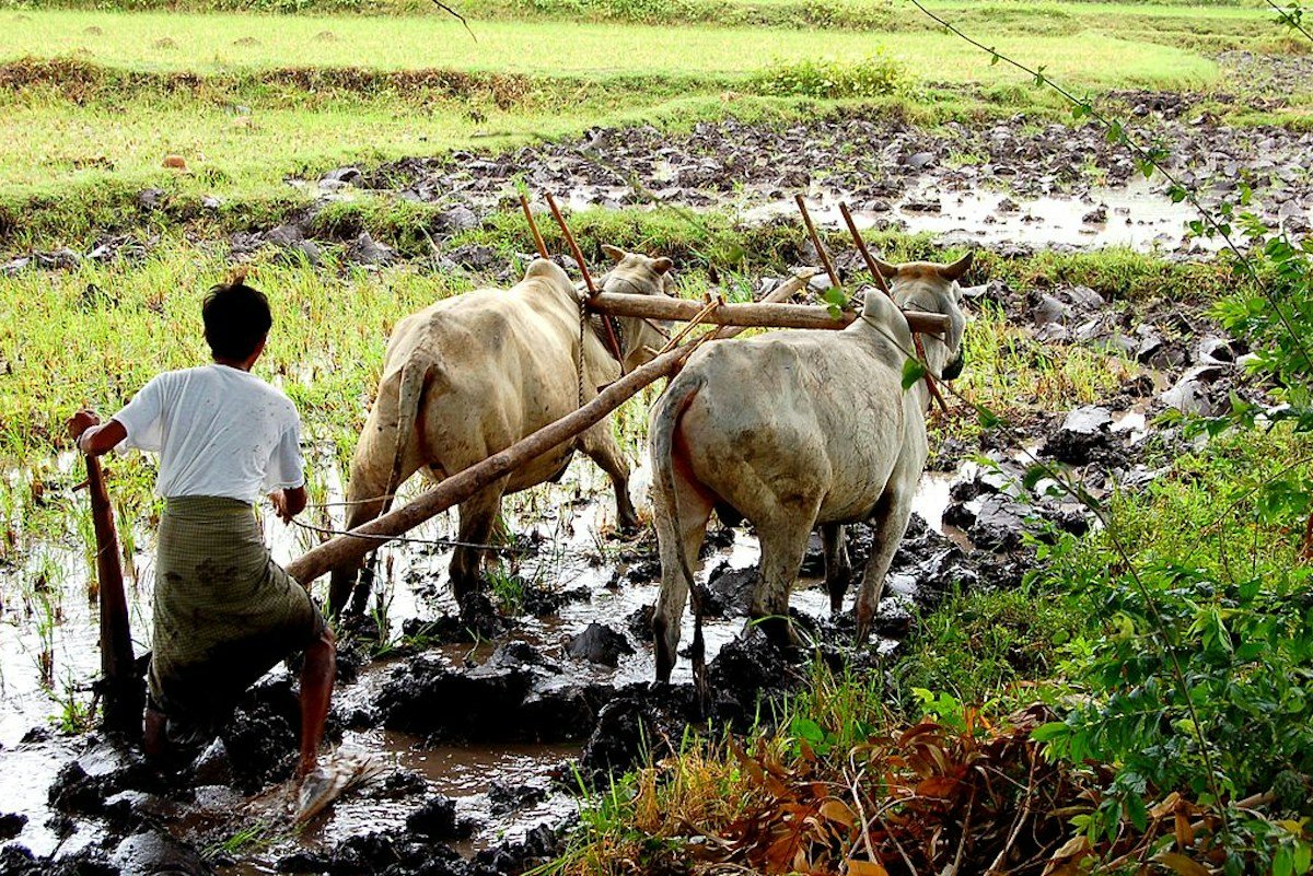 9.Sustainable Livestock Production and Climate Resilience