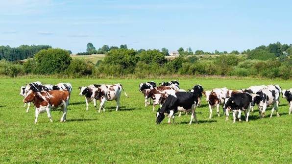 10. Ruminant Science and Pasture-Based Husbandry