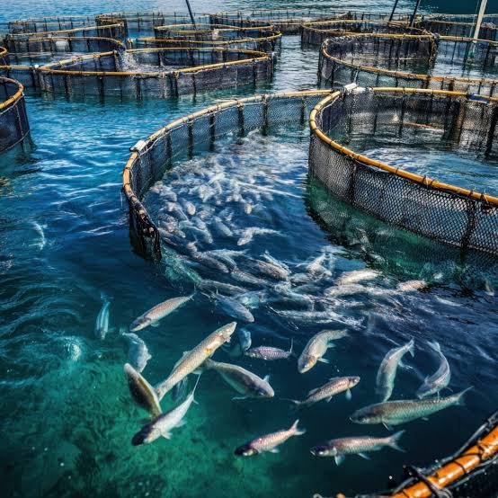 11. Aquaculture, Fisheries and Aquatic Animal Health