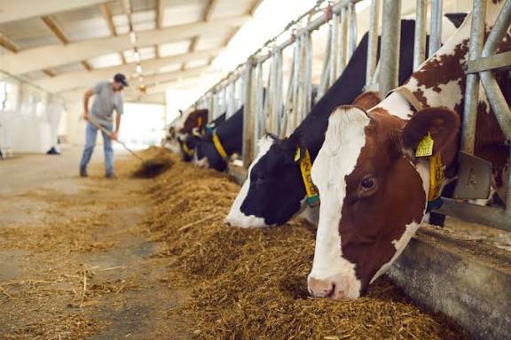 14. Livestock Waste Management and Circular Bioeconomy